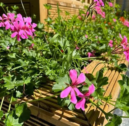 Bosrijk Veranda, Honden *